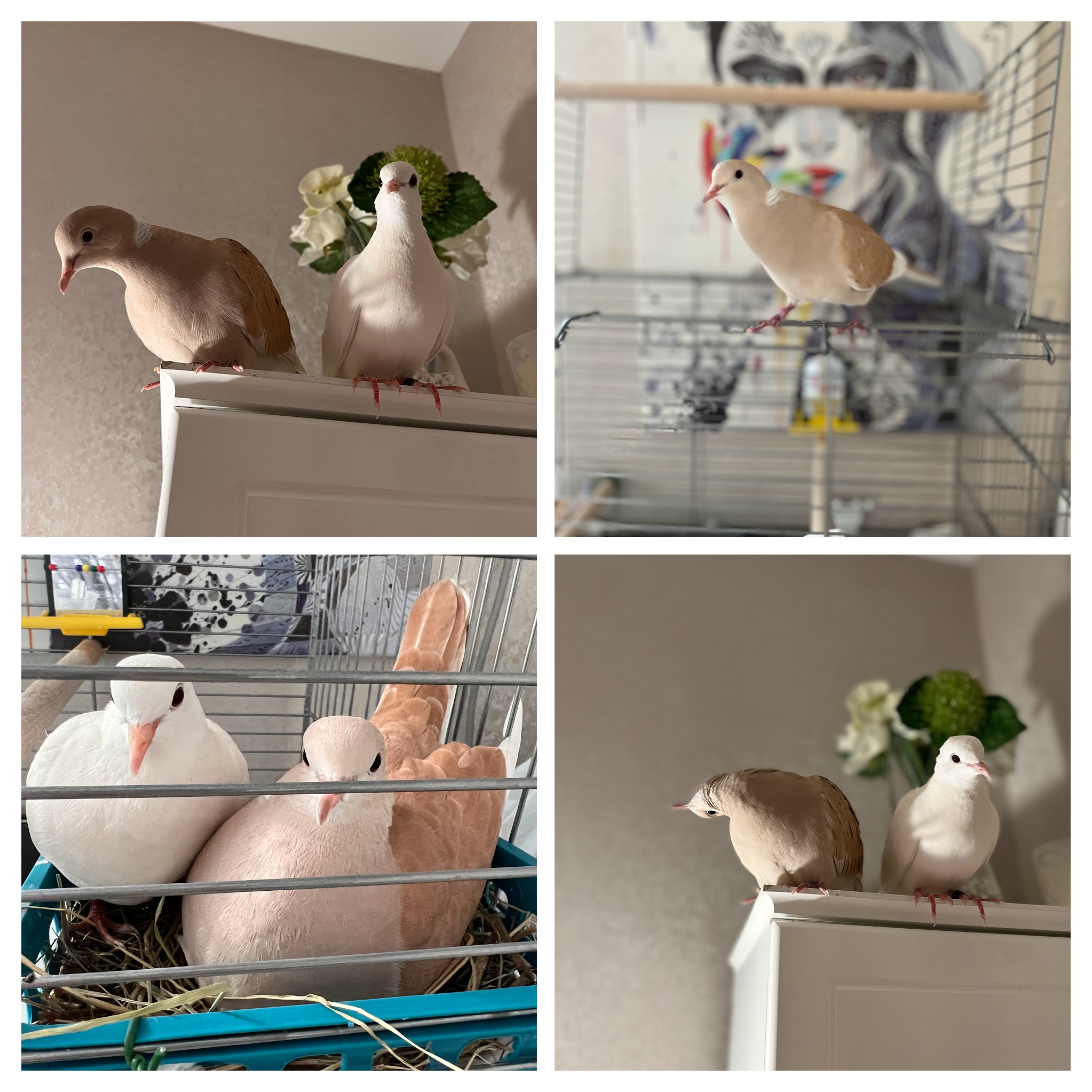 doves as pets