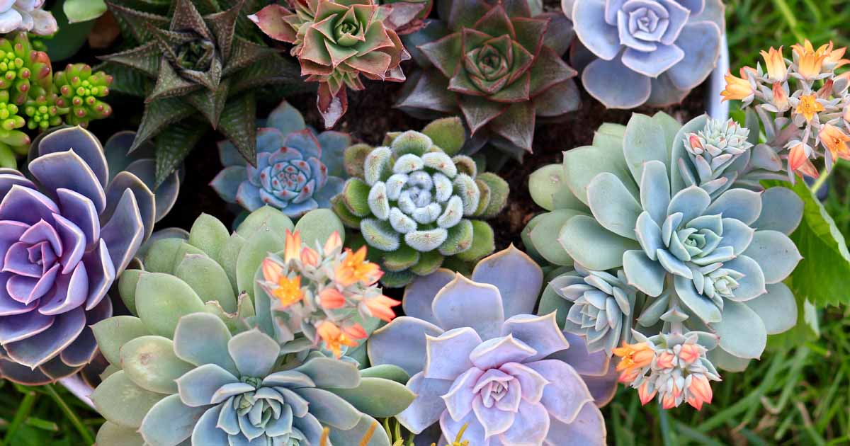Mixed Succulents