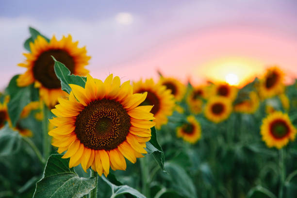 Sunflower Field With Sunset