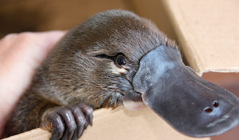 Platypus