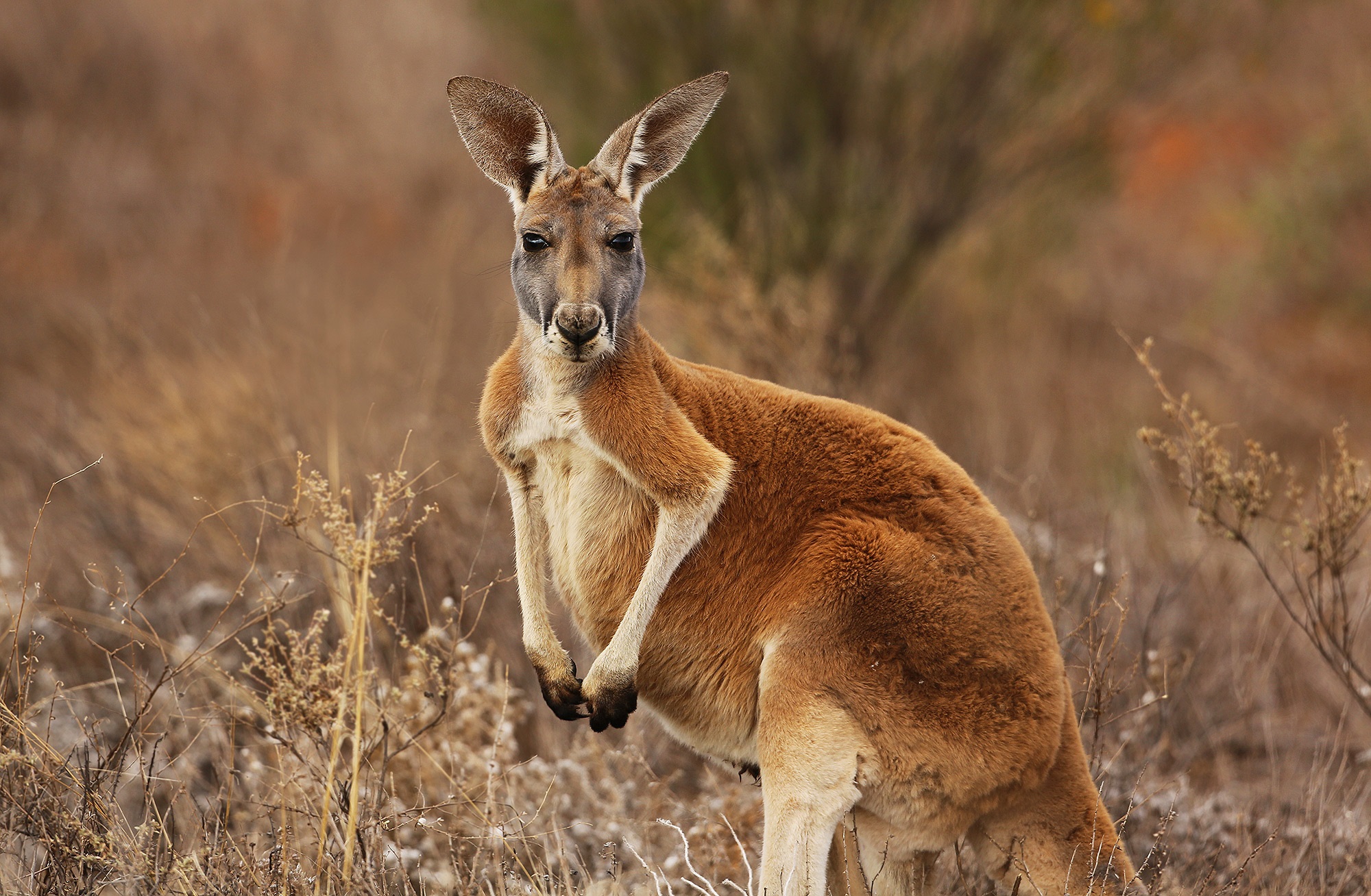 kangaroo