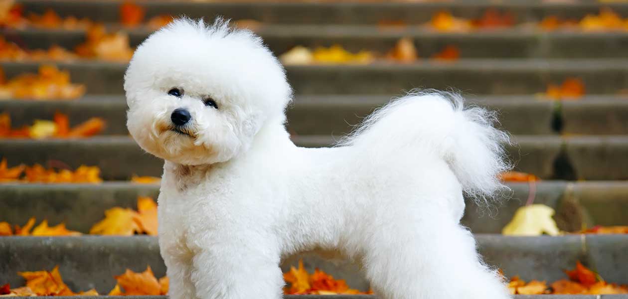 bichon frise
