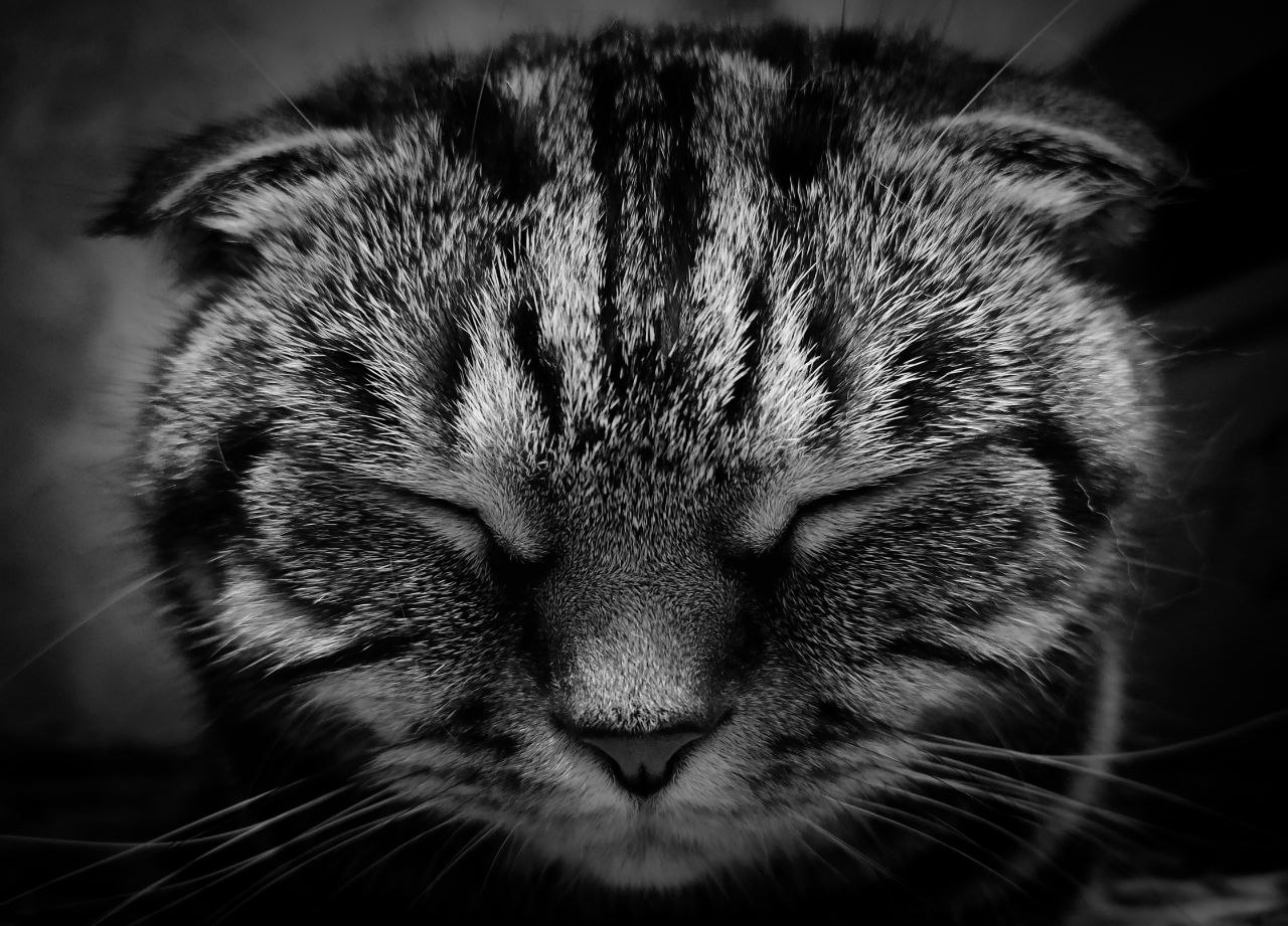 BW photo of cat