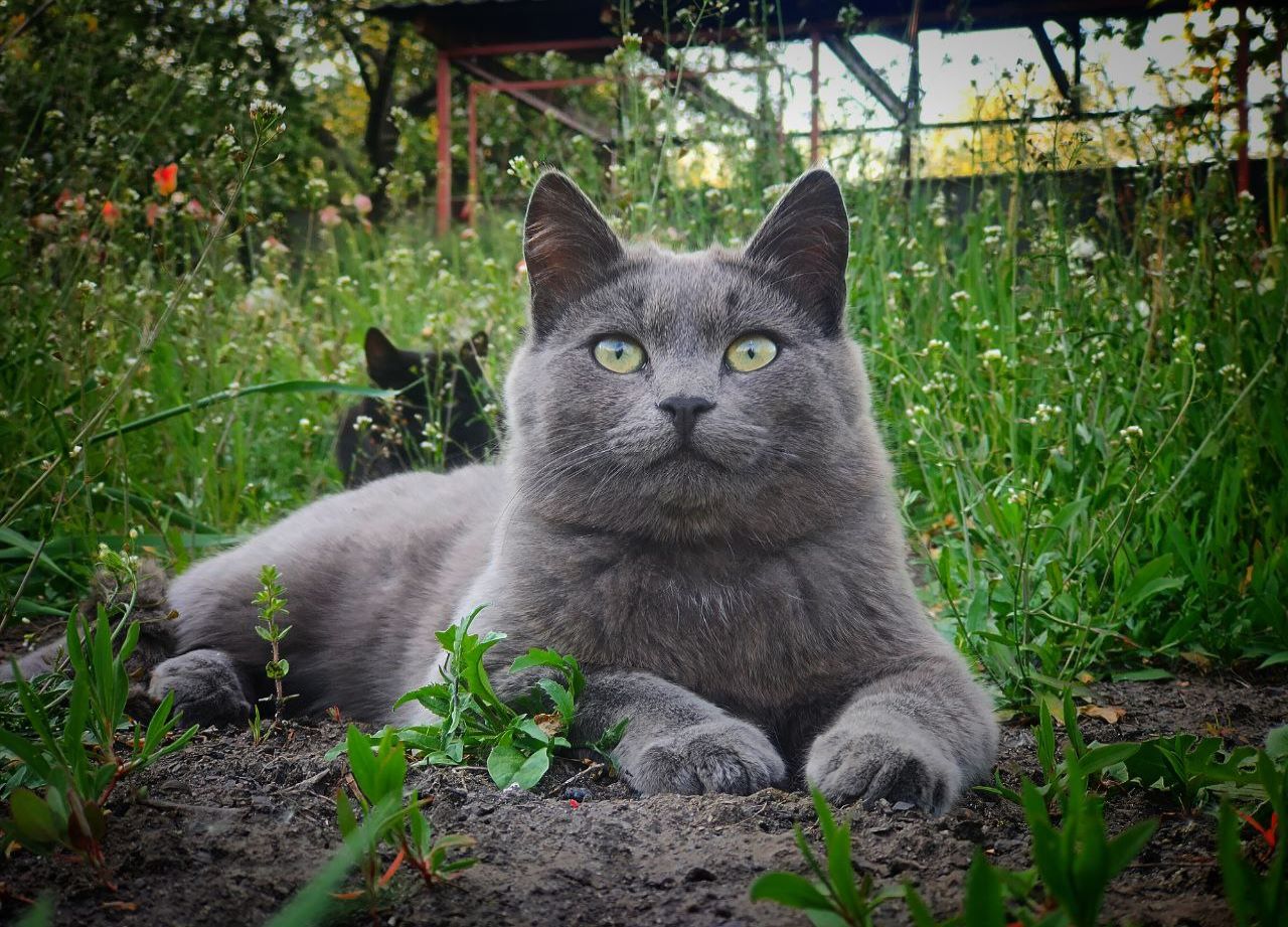 Gray cat in the grass