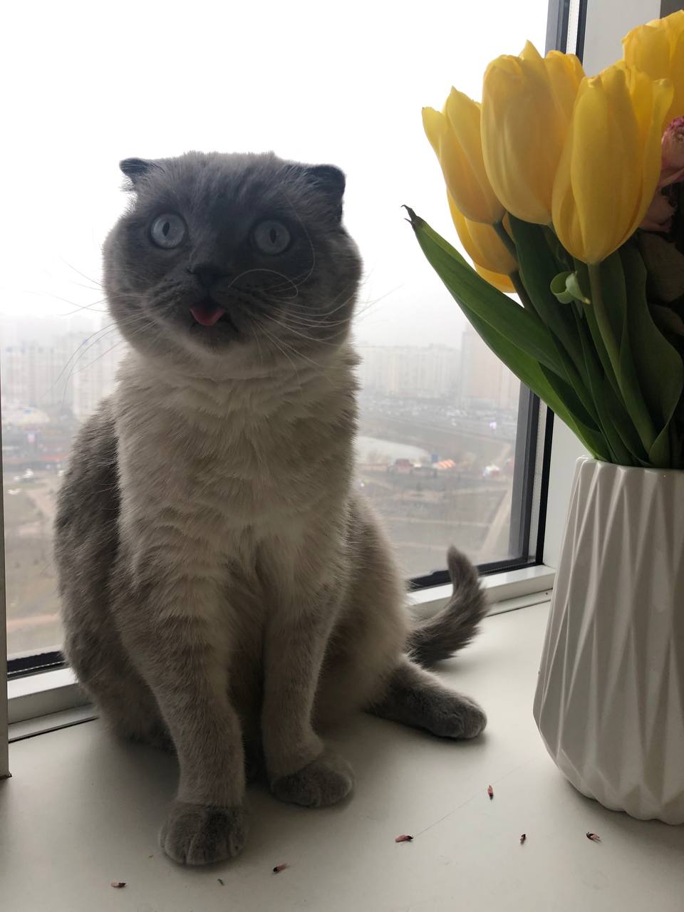 The sixth photo of a cat