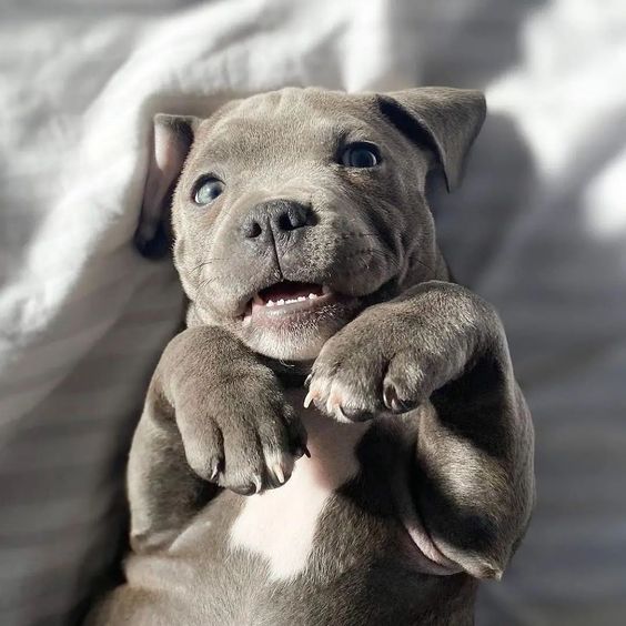 Blue staffy