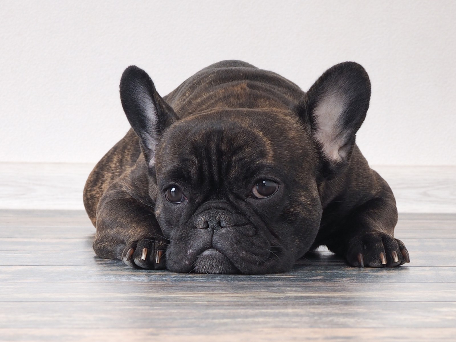 french-bulldog