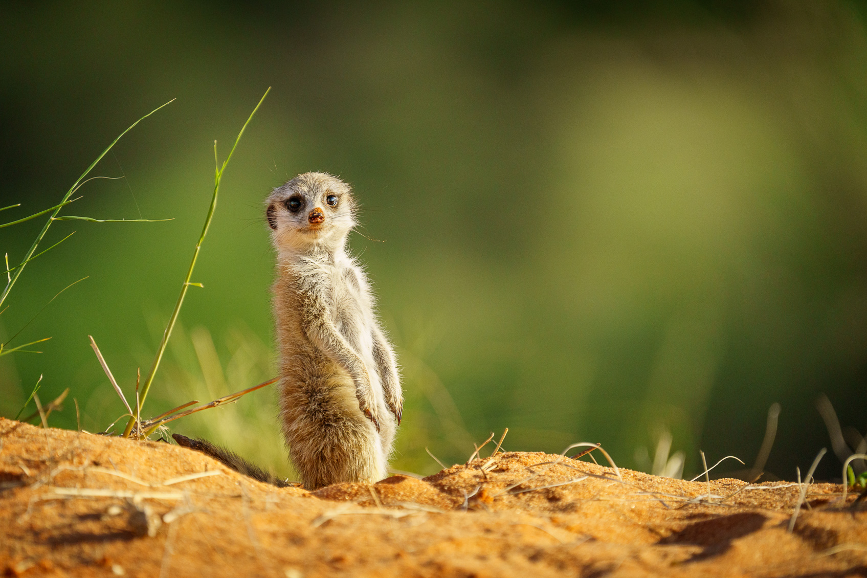 Meerkat