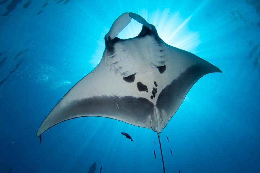 manta ray