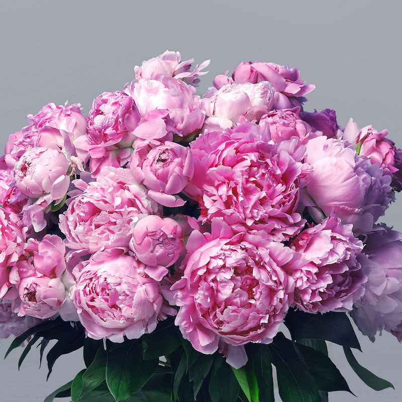 peonies