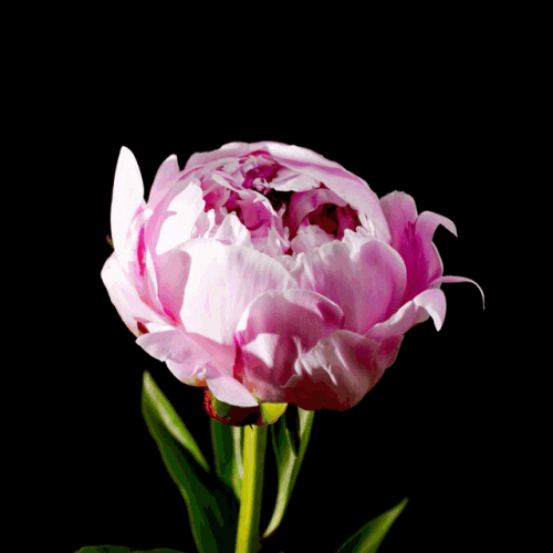 peony_gif