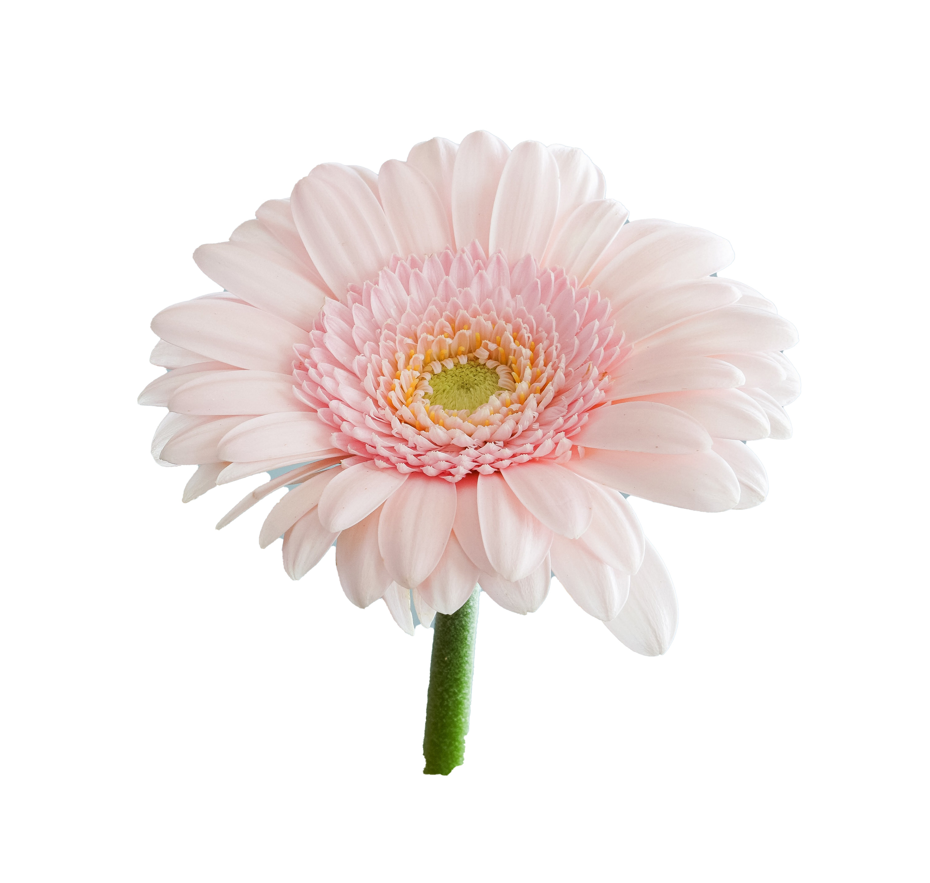 Flower Gerbera