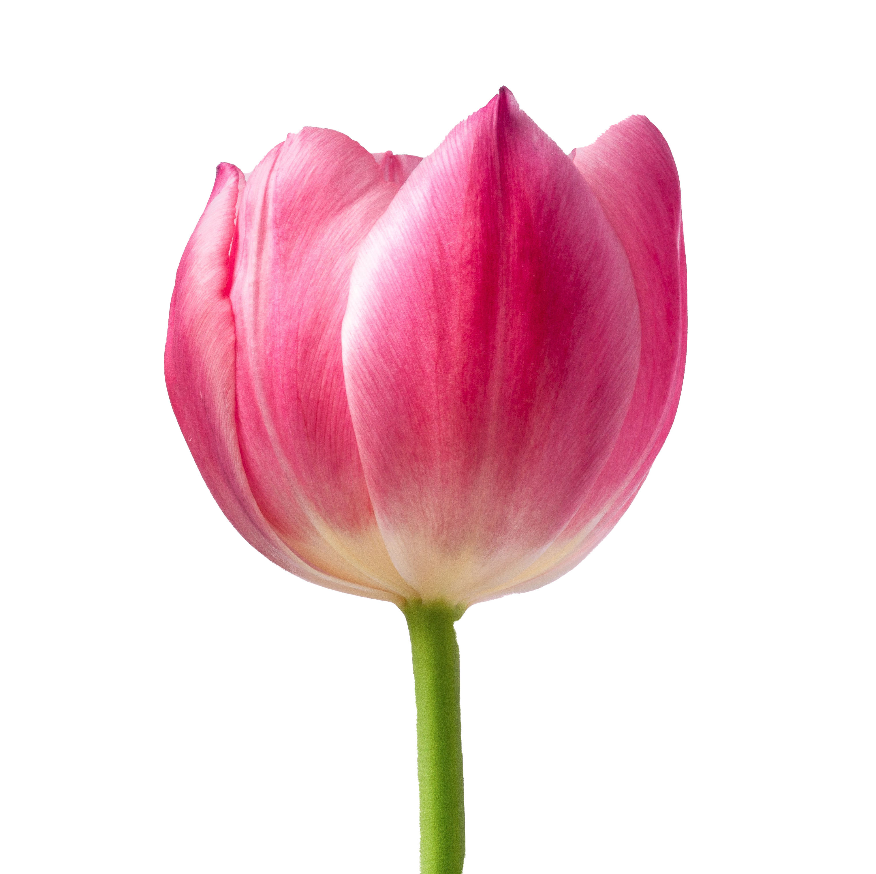 Flower Tulip