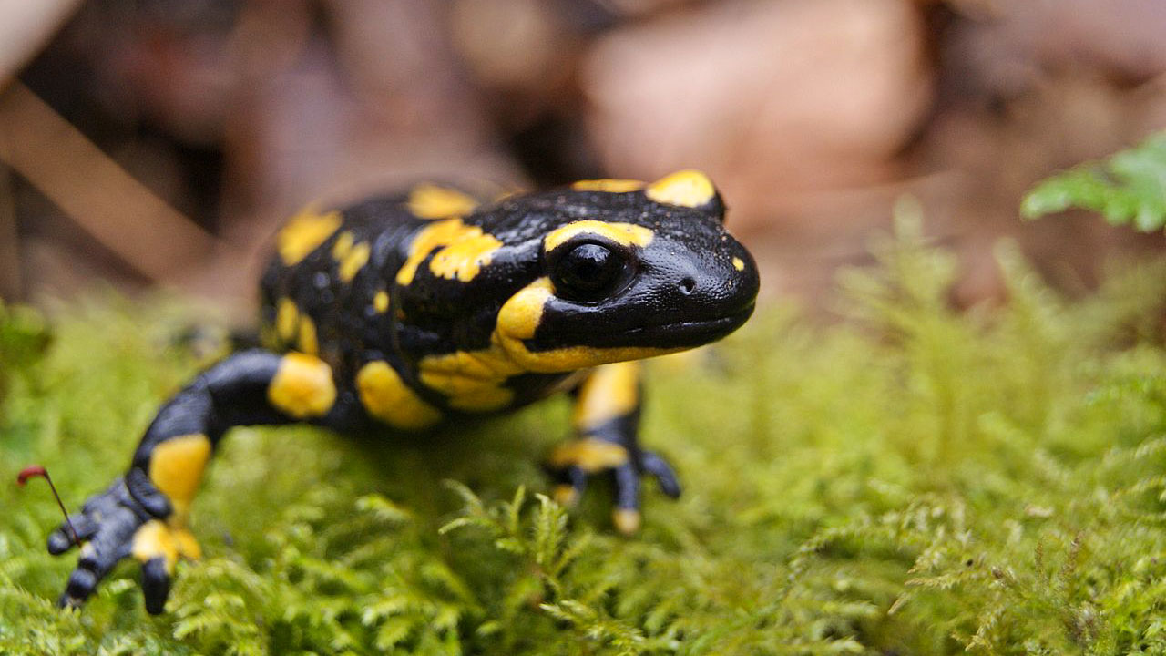 salamander