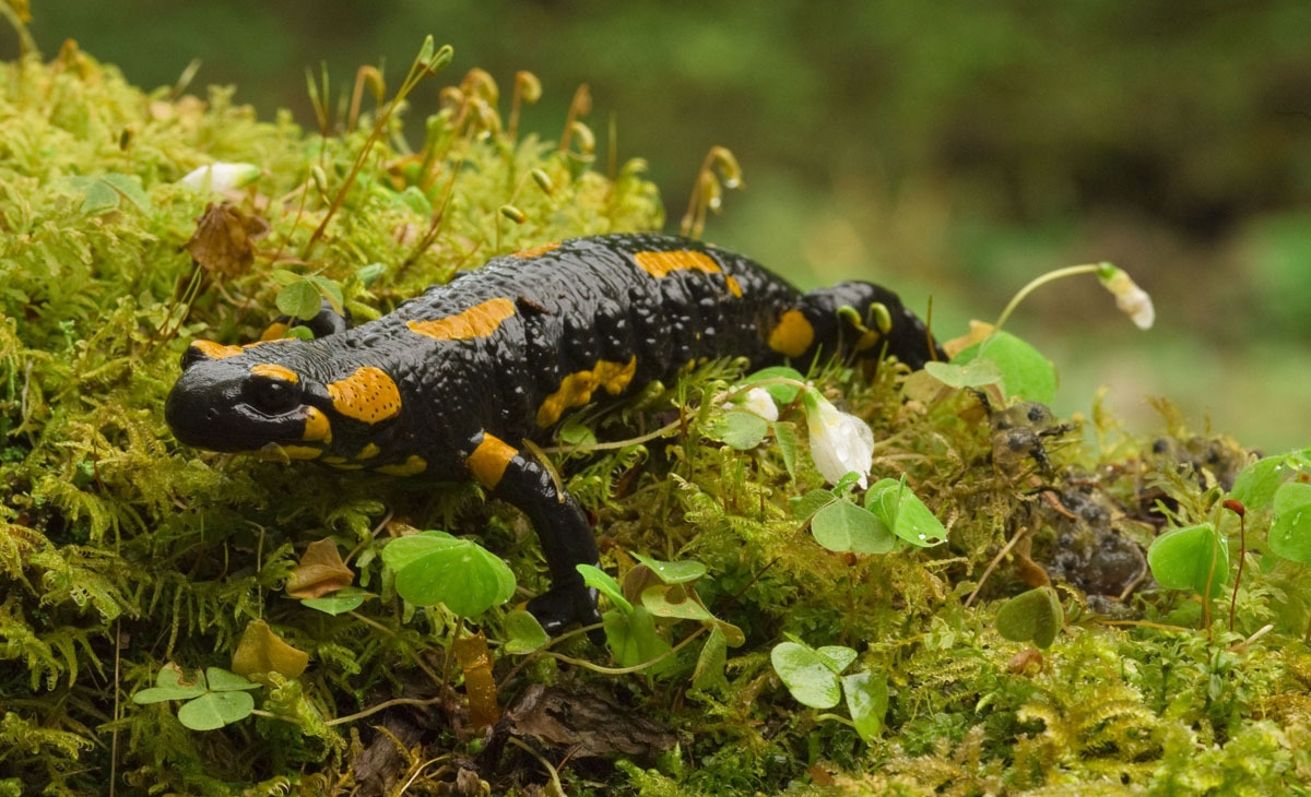 salamander2