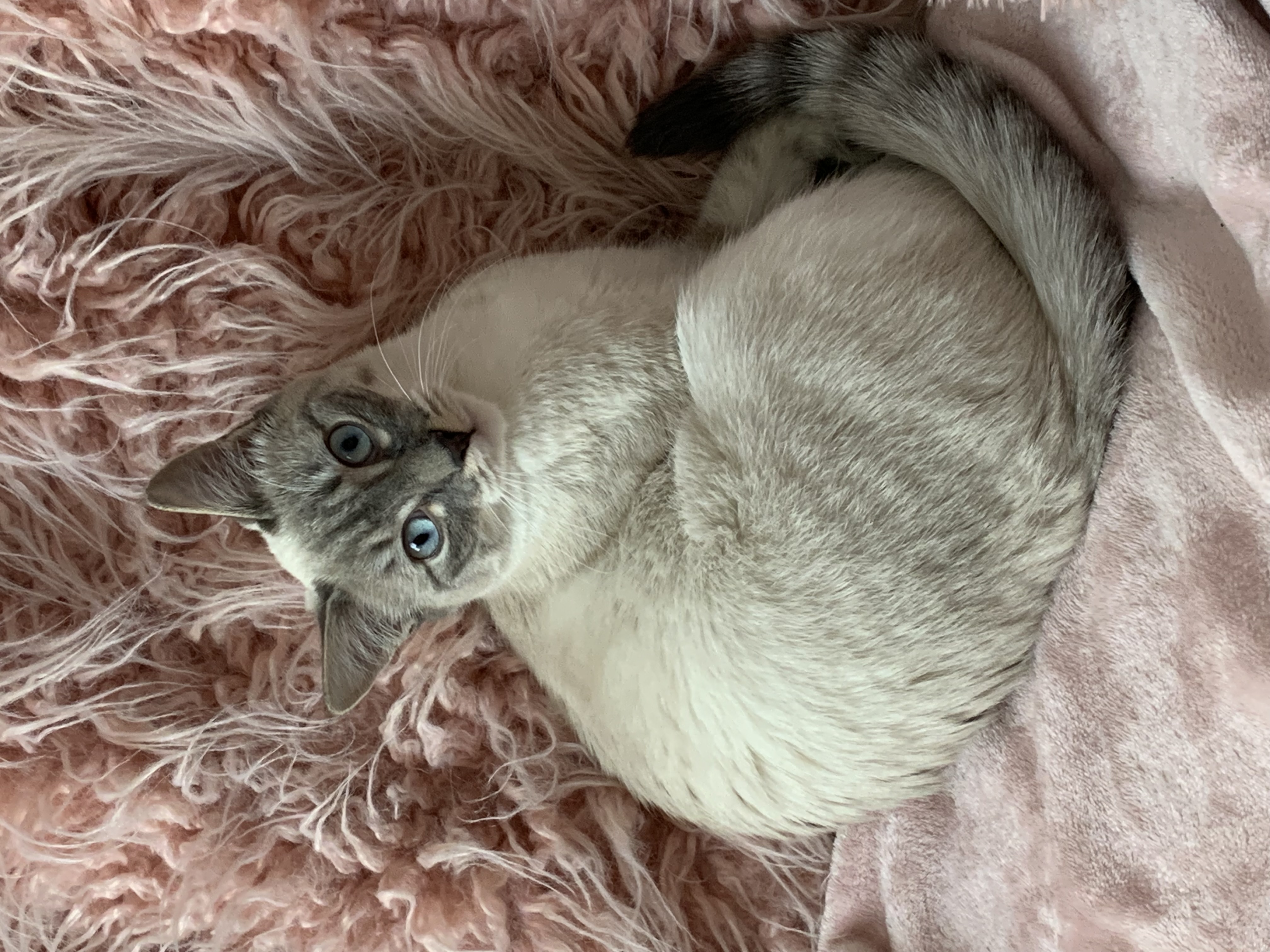 Kiwi the stray but Birman cat