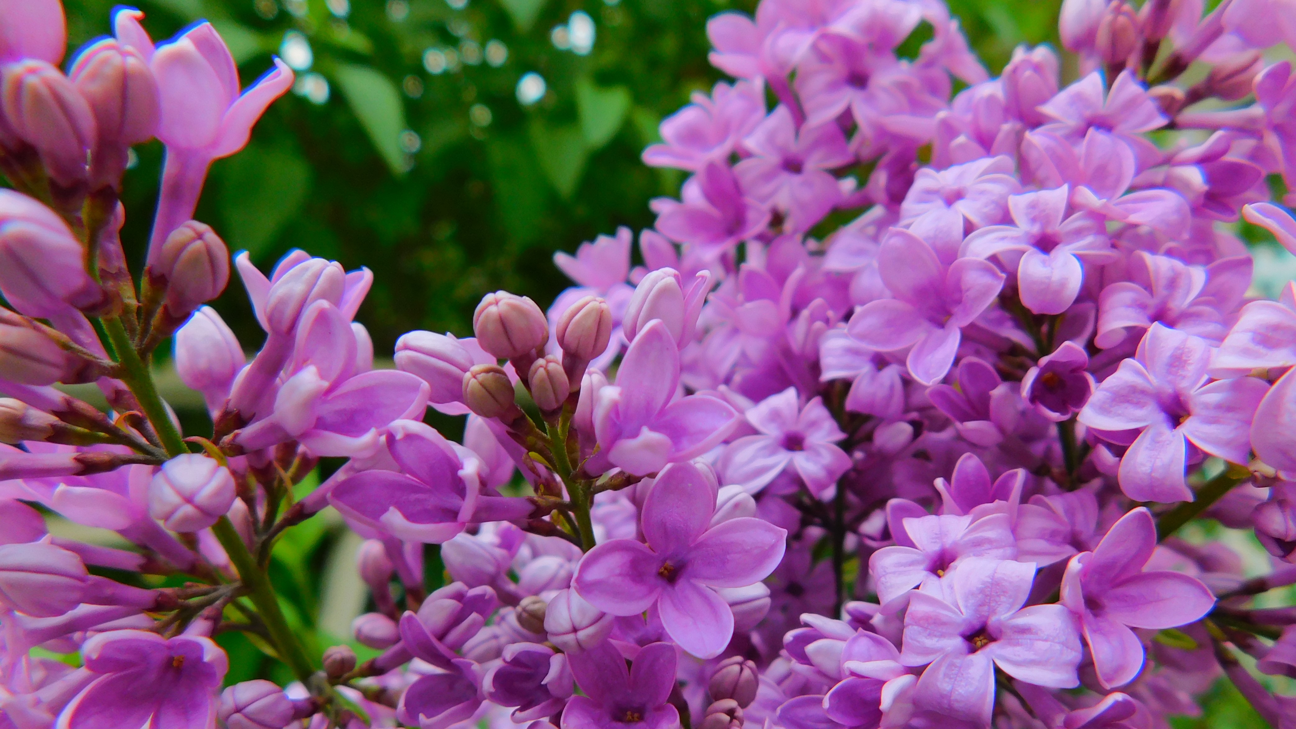 A photo of purple lilacs