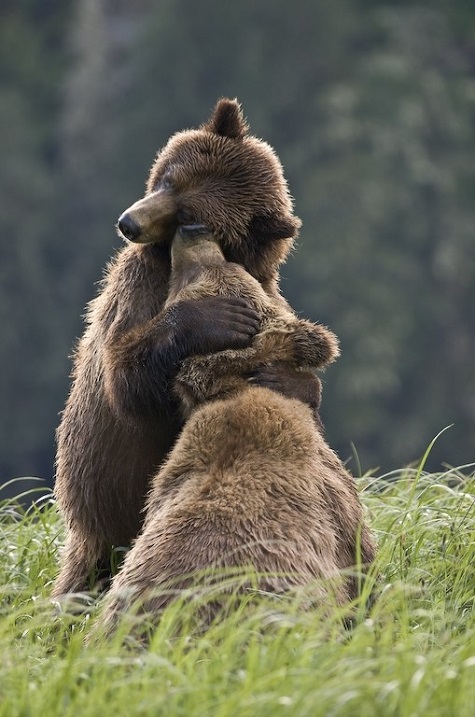 Beautiful bears