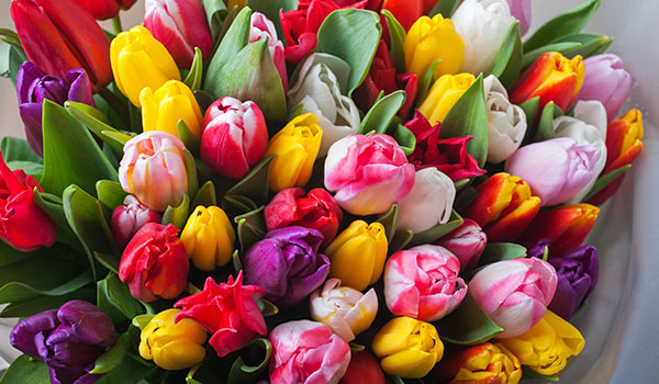 My favourite flowers