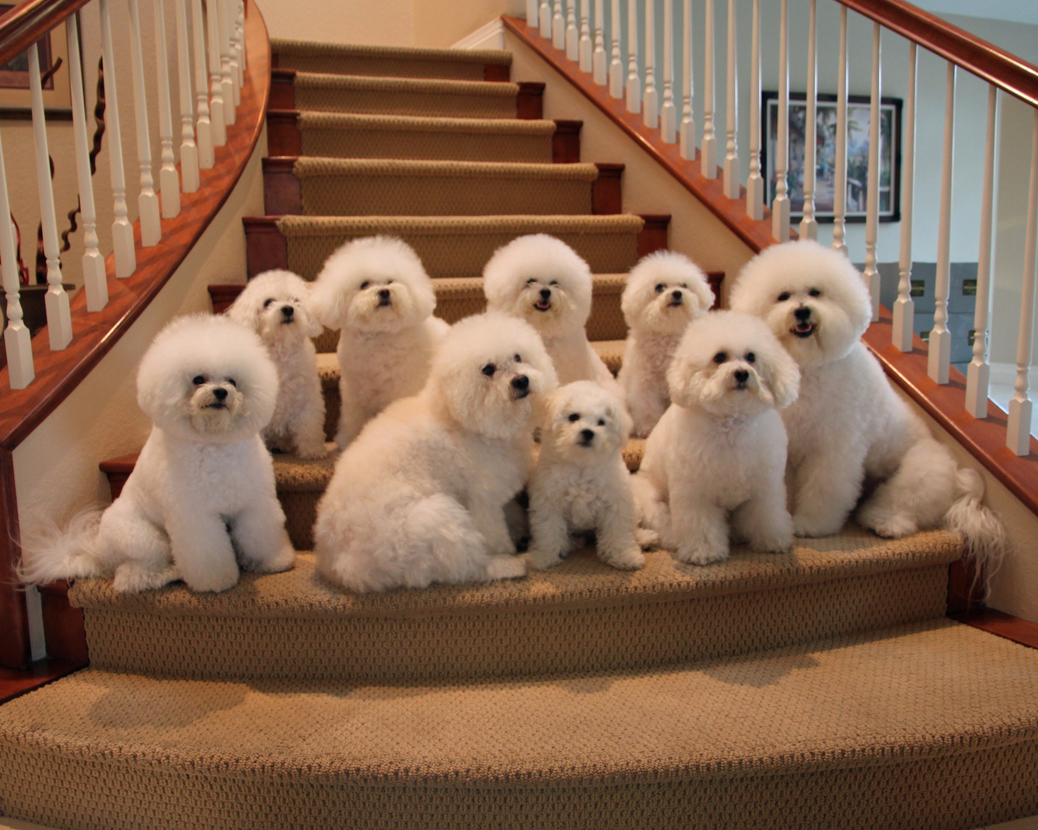 bichon frise family