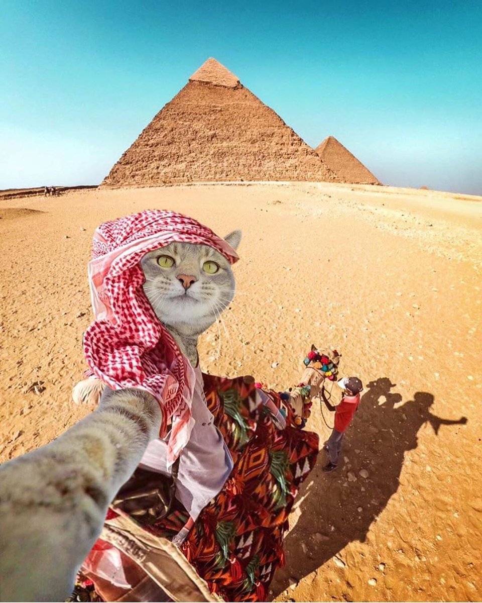 Cat taking a selfie on a Camel in Egypt