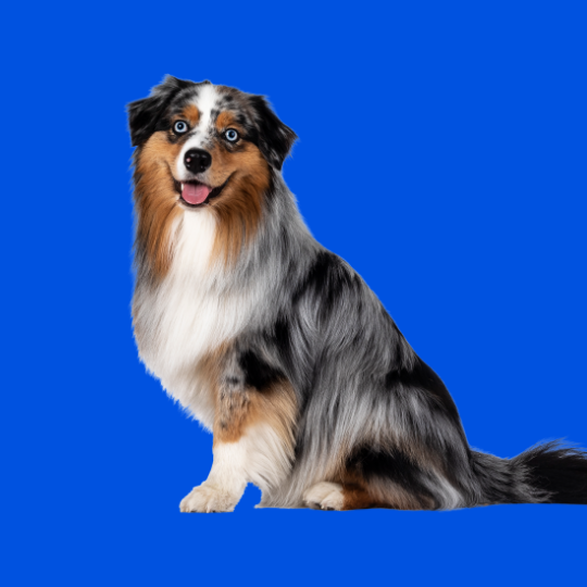 Australian Shepard.png