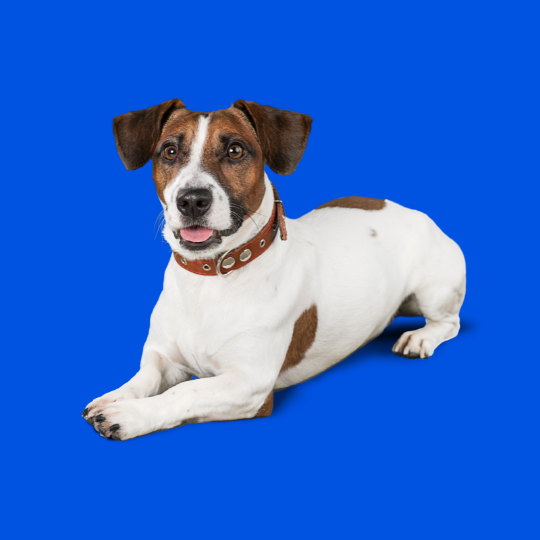 Jack Russell Terrier