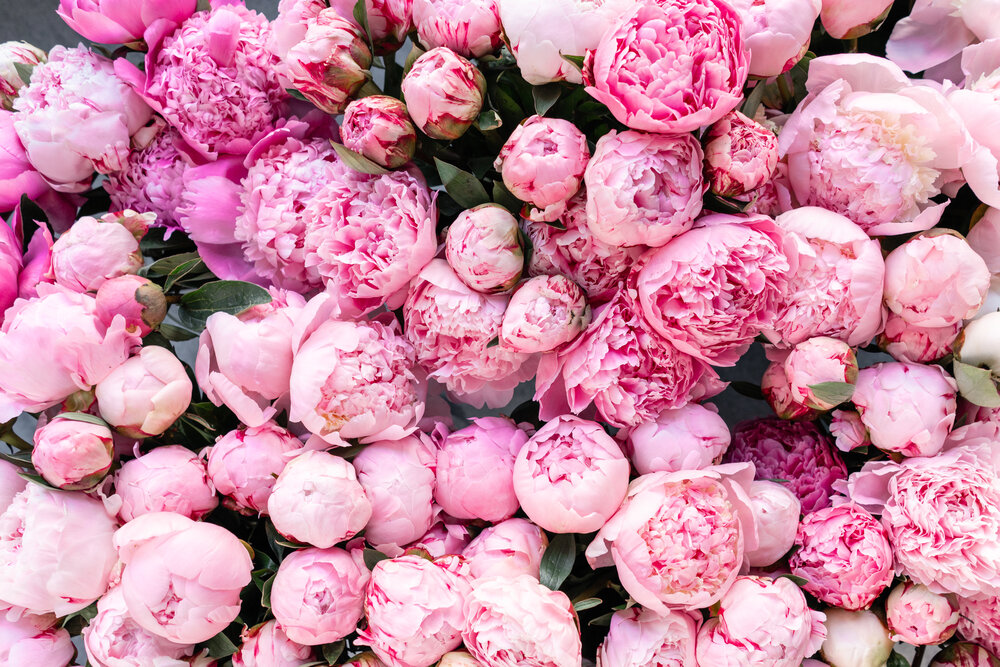 Peonies at the market