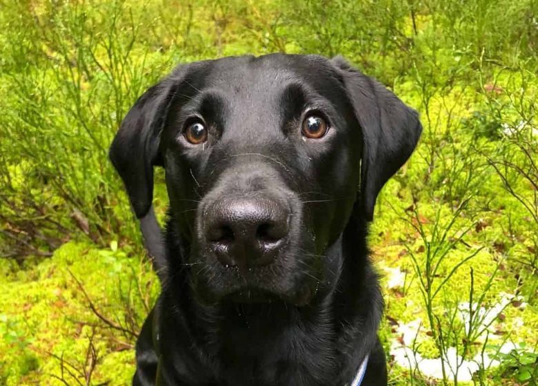 Black Labrador