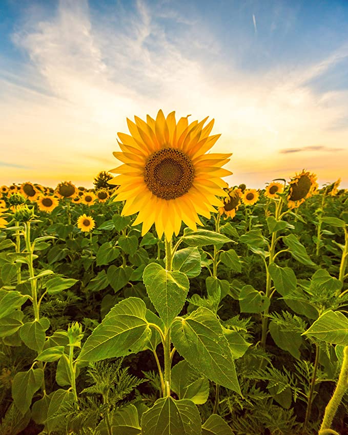 field of sunflowers