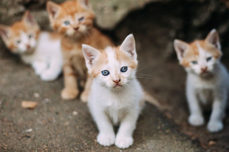 Outdoor kittens