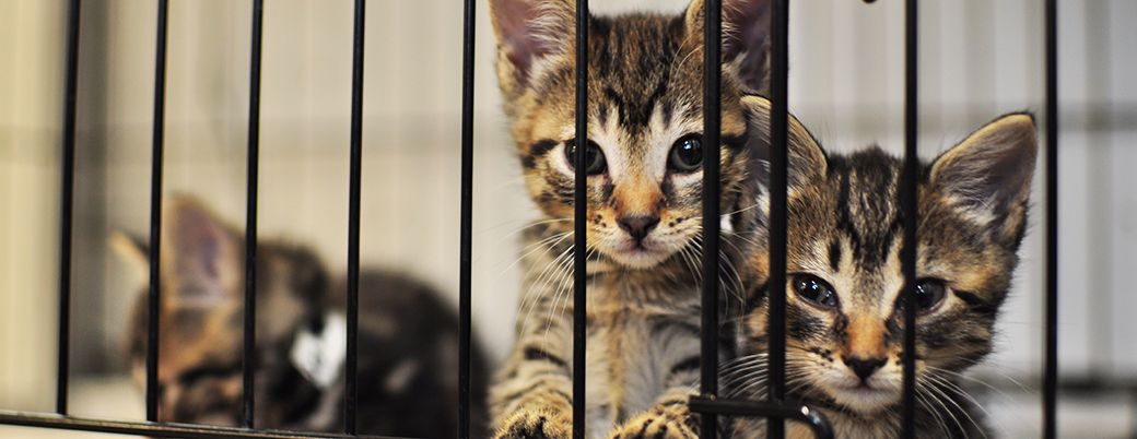 Shelter kittens