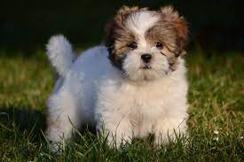 Lhasa Apso Puppy