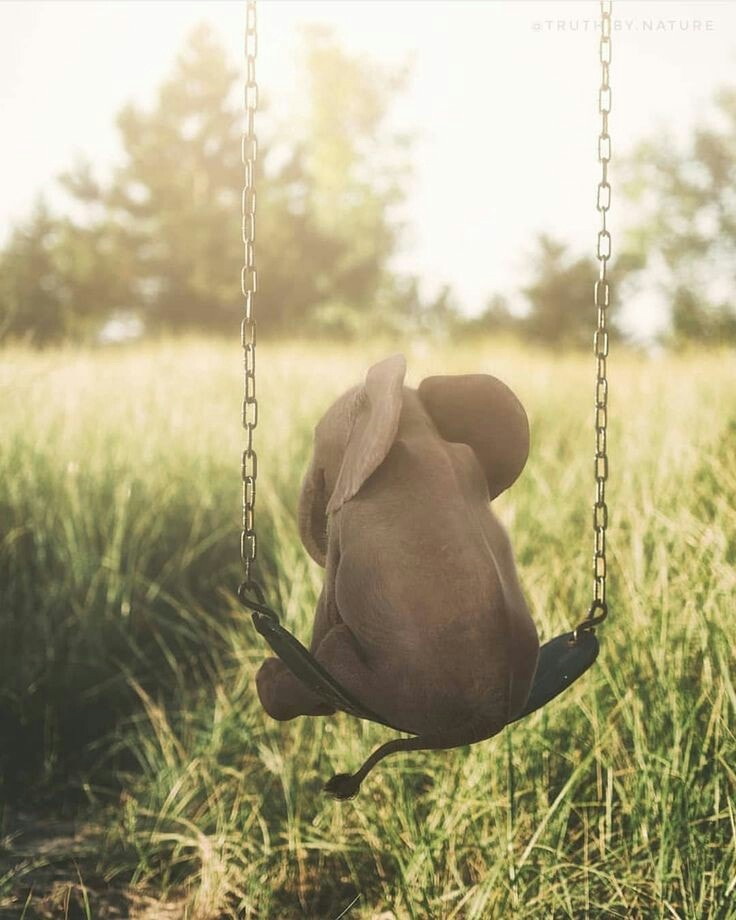 nice little Elephant