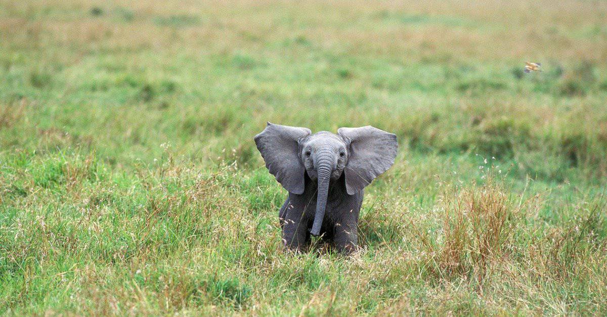 one more cute elephant