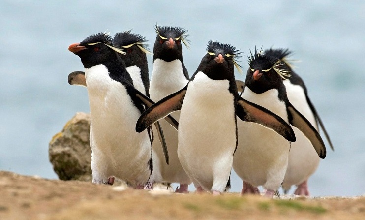 Macaroni penguins