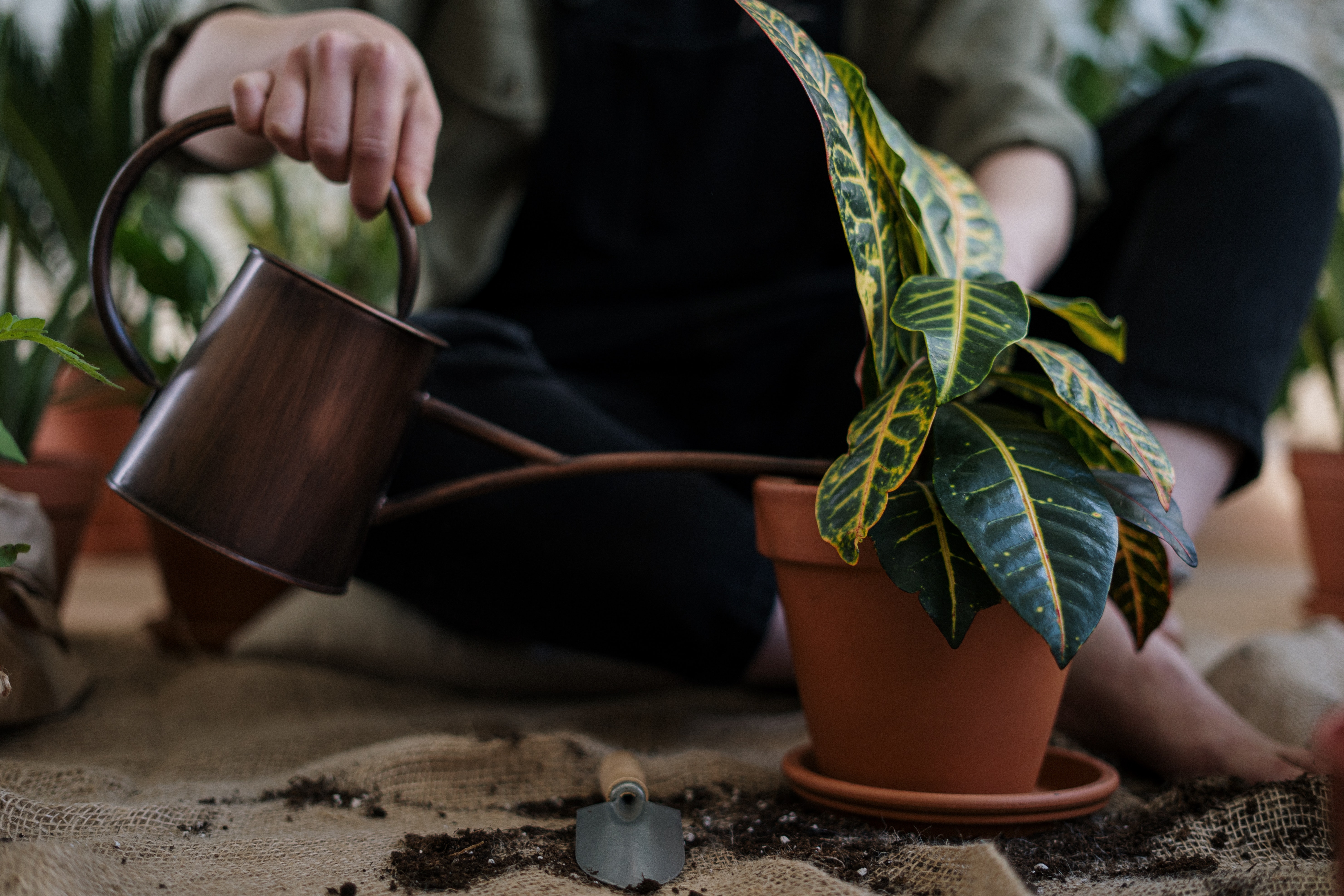 Person watering houseplant
