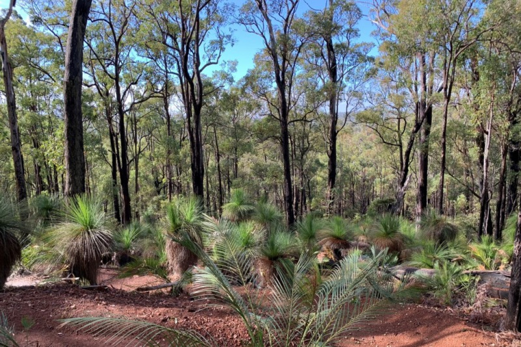 image from Chuditch Walk Trail, from Trails WA website