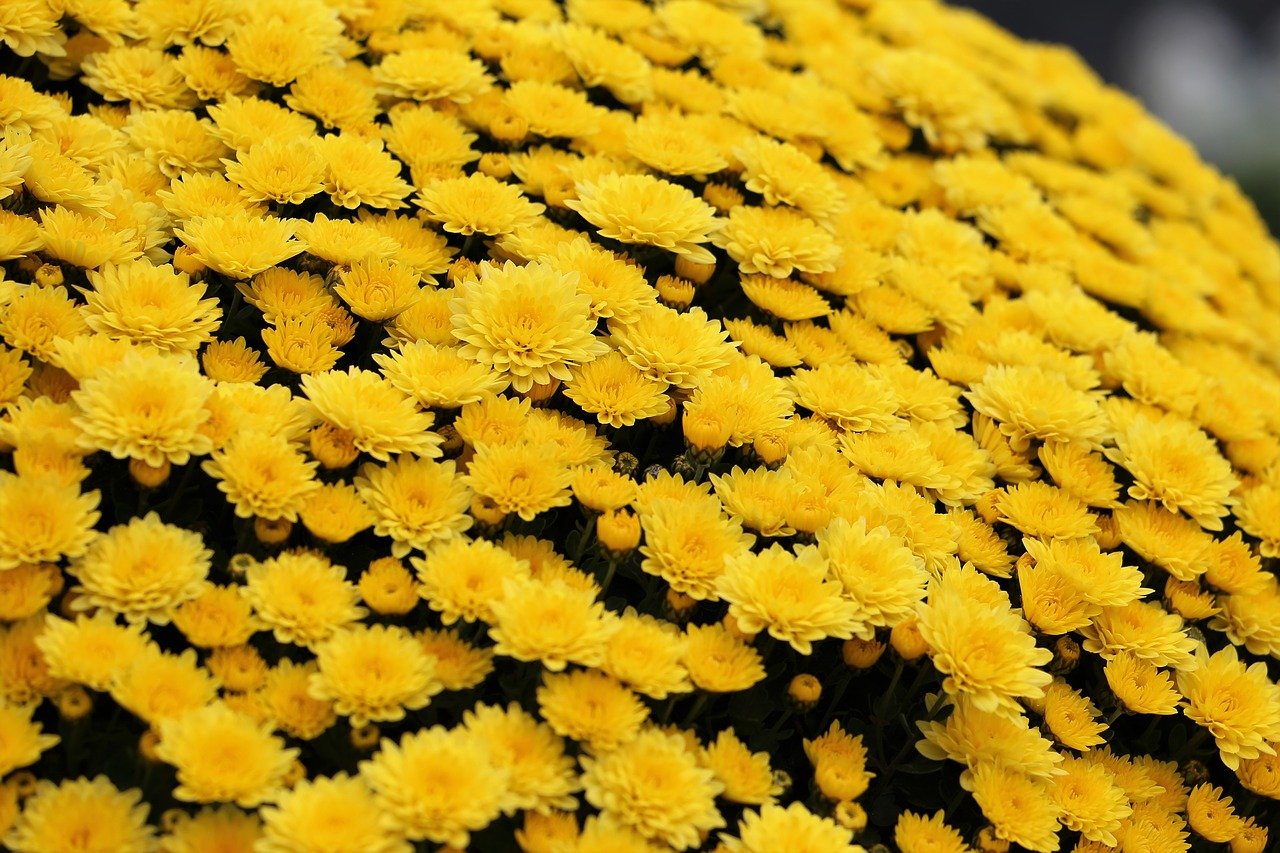 Chrysanthemums
