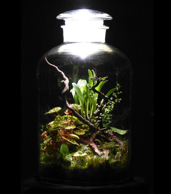 Picture of Terrarium
