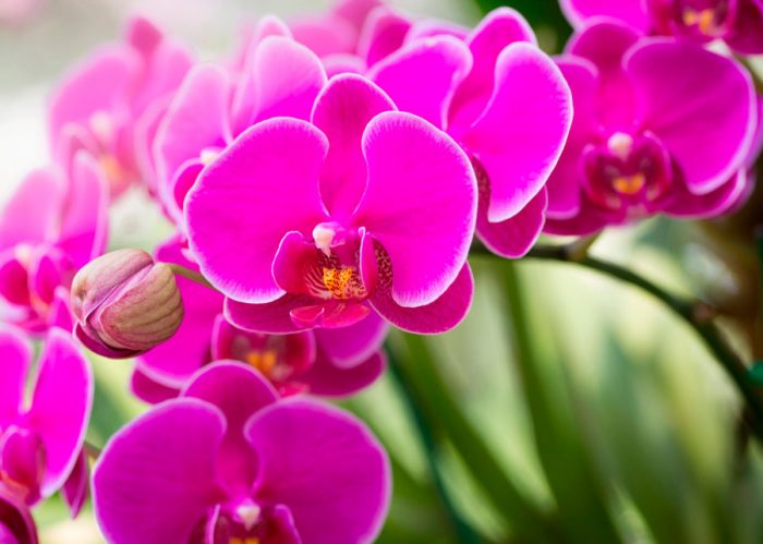 moth orchids