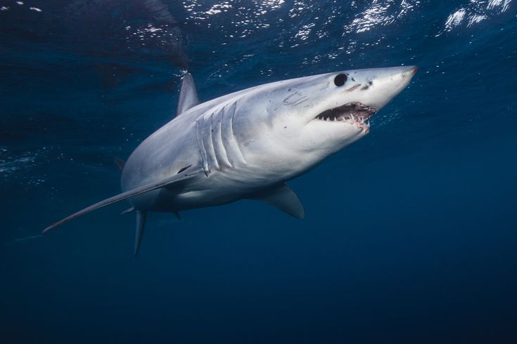 Shortfin Mako Shark just under Ocean's surface