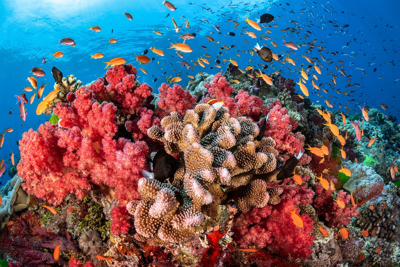 Image is of a underwater of a bright coral reef with many fish swimming around