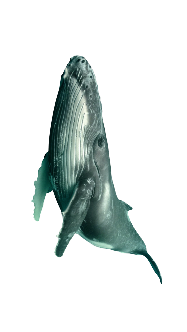 there was a real whale