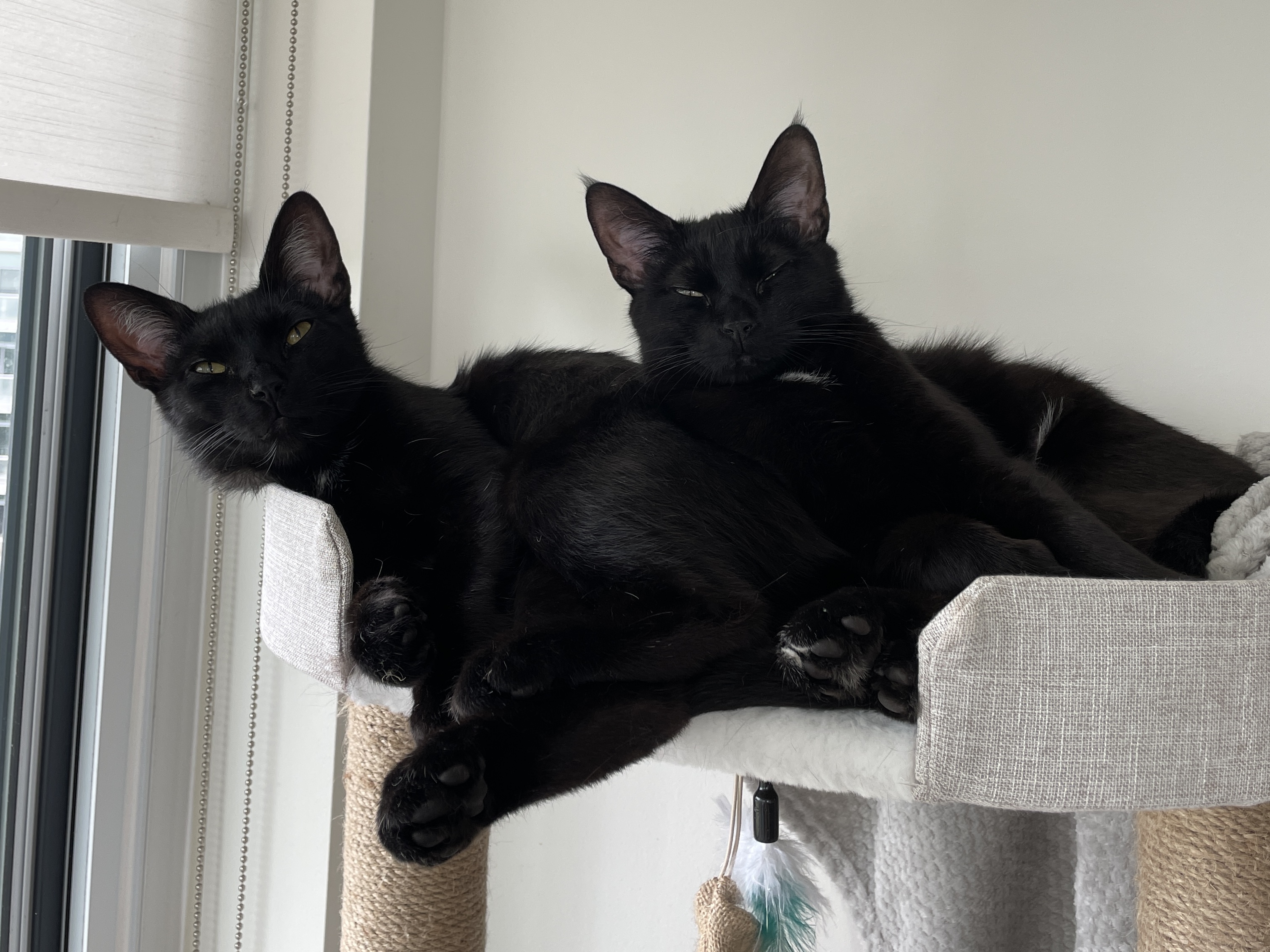 Two black cats lying in a cat tree