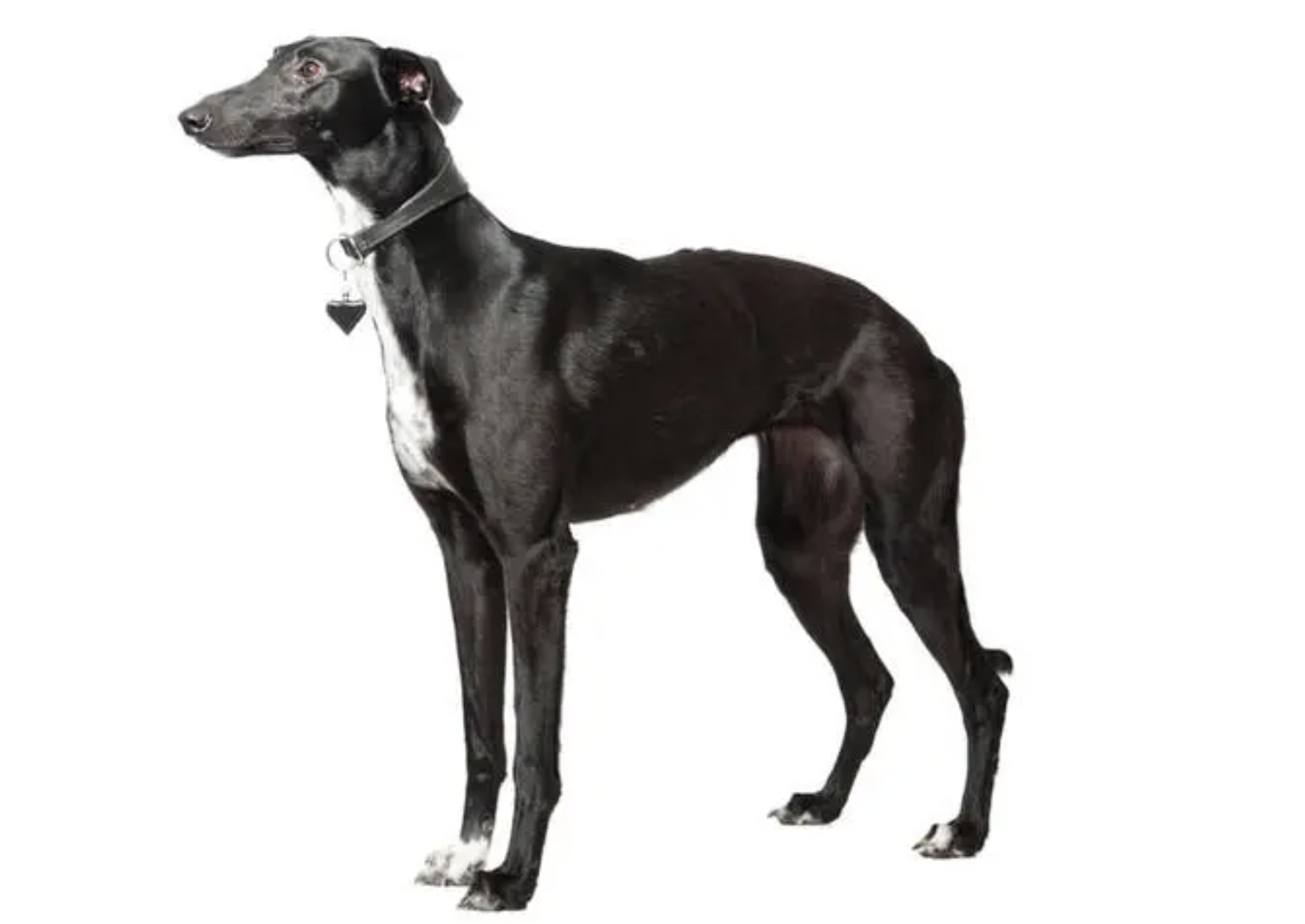 Black and white sighthound standing