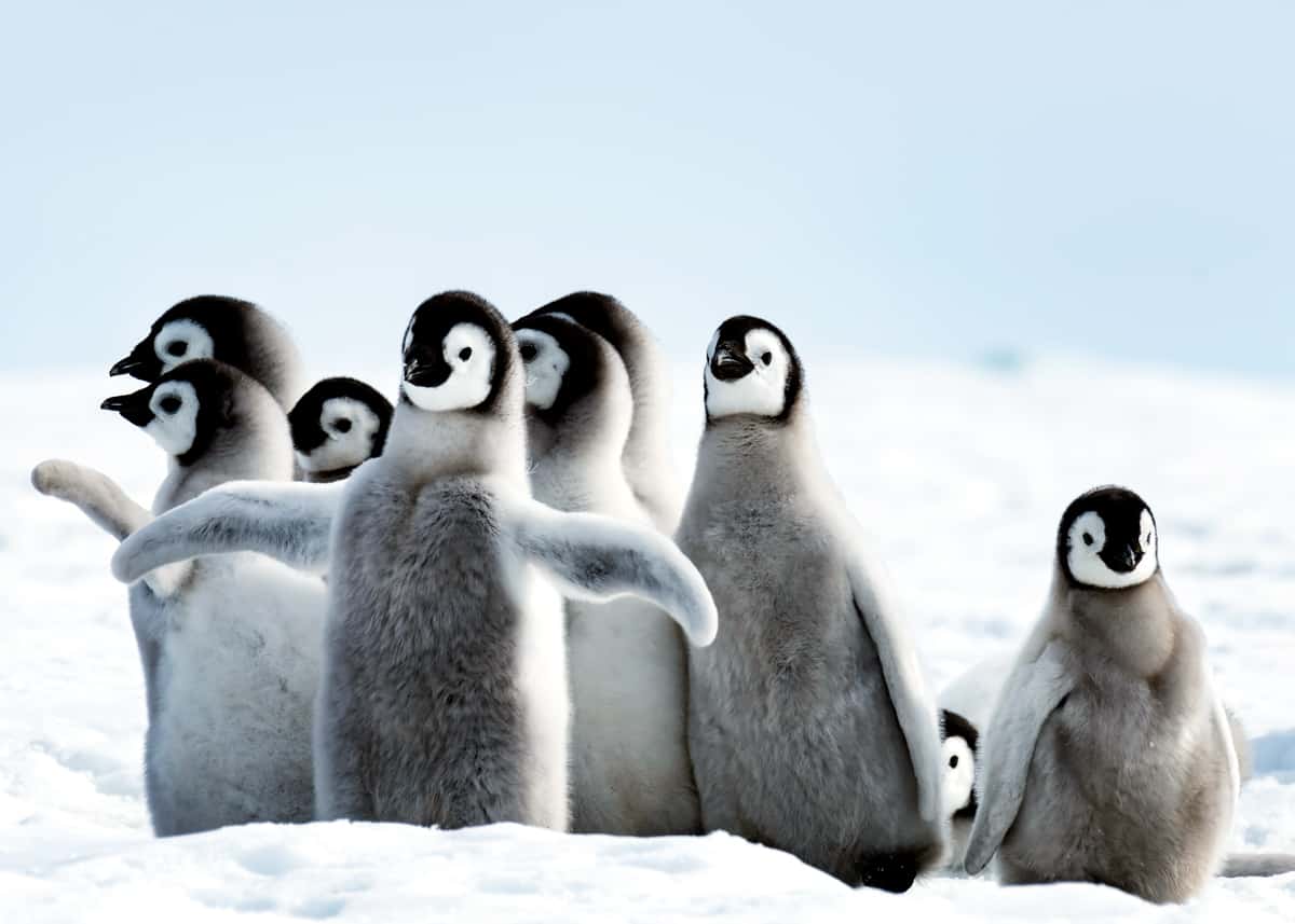 A group of penguins