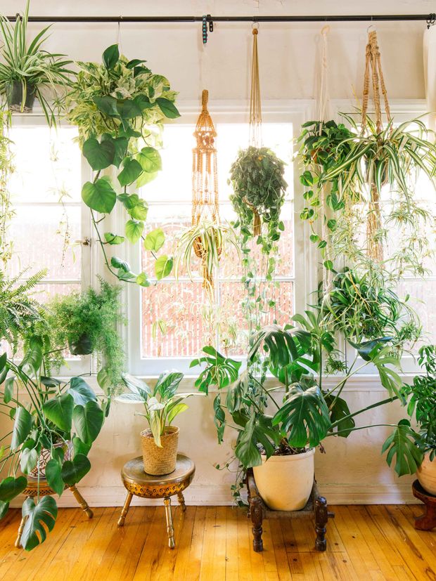 Multiple varieties of houseplants in a bright room