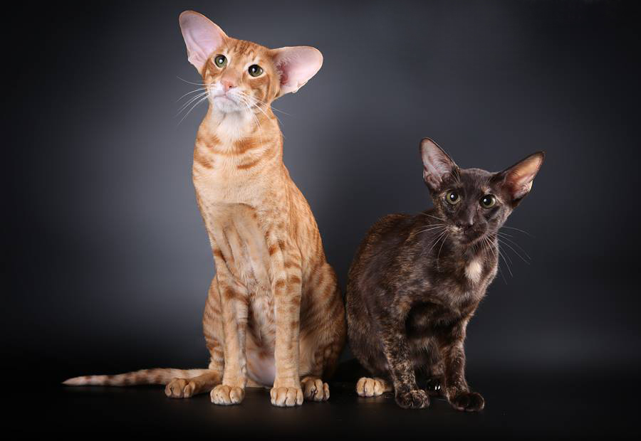 oriental cay picture