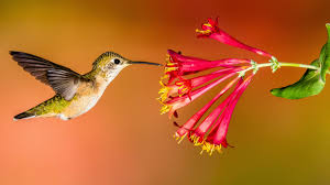 hummingbirdImg